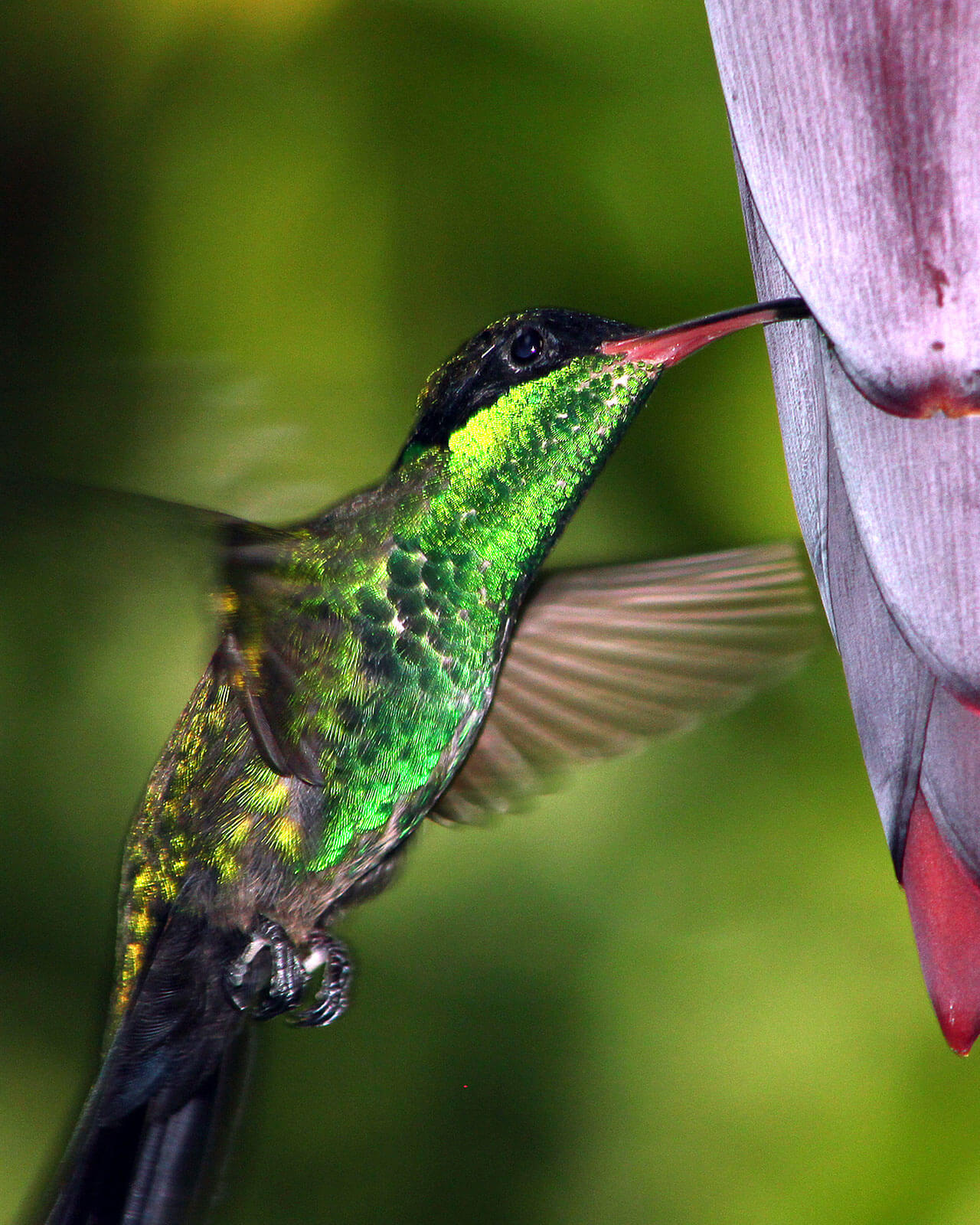nazwa jamaicayesi jamajka wycieczki na jamajkę